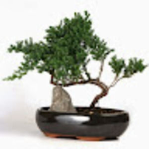 Meet your Posher, Lynne